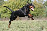 DOBERMANN 257